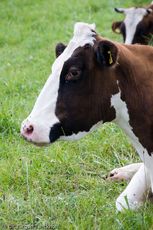 Hausrind (116 von 174).jpg